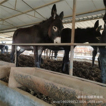 哪里有肉驴养殖场 德州驴 内蒙古养驴场成年肉驴价格