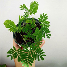 ߲ԷNļ̨^pGֲ߲ܺ׷NͥԺɷN