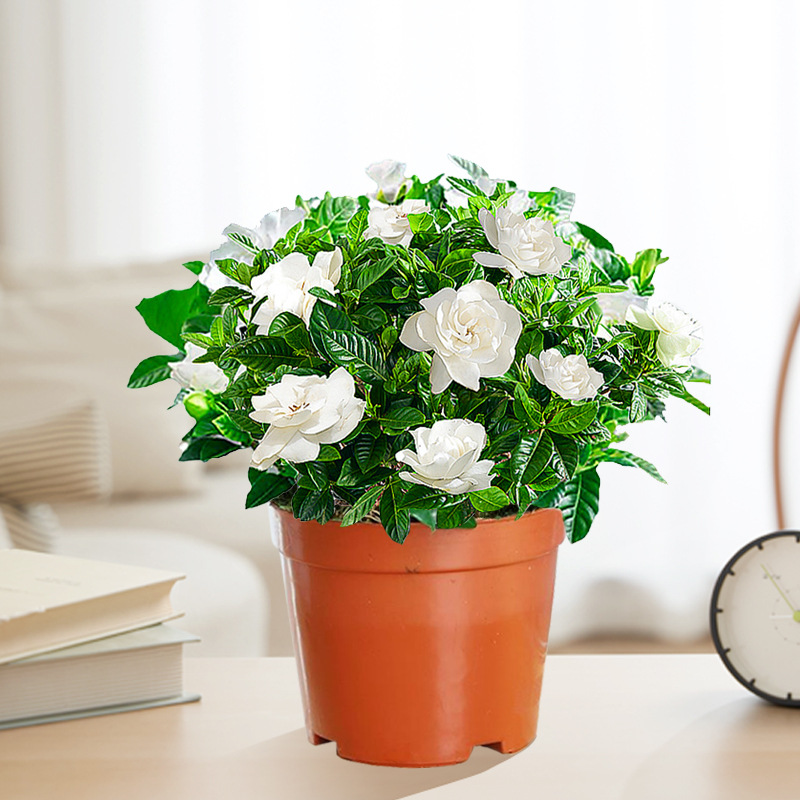 【새싹 있음】부티크 90#치자나무(원래 화분 흙) + 영양액