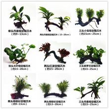 �~�׻��wˮ������쾰��ľ�ײ�ſ�ذ���������ֲ���Ī˹����ˮ��