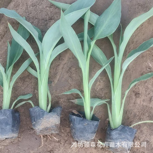 Lingsen Wholesale Aquatic Banana Banana Dryland Banana Wetland Park River Landscaping Dress up Wholesale