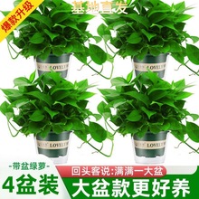 绿萝绿植大盆盆栽室内客厅绿植花卉家用净化空气植物室内吸除甲醛