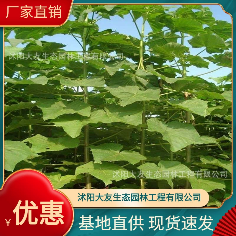 База Оптовая продажа Саженец деревьев павловнии собственного производства Живописный район Ландшафтный дизайн Дорога Сад Инженерия Озеленение Рассада