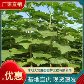 基地批发 自产自销泡桐树苗 景区造景道路园林工程绿化苗