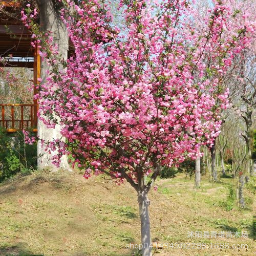 批发销售绿化苗 西湖海棠大小树苗 垂丝海棠苗 海棠小苗 品种全