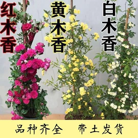 盆栽;乔木;花盆容器