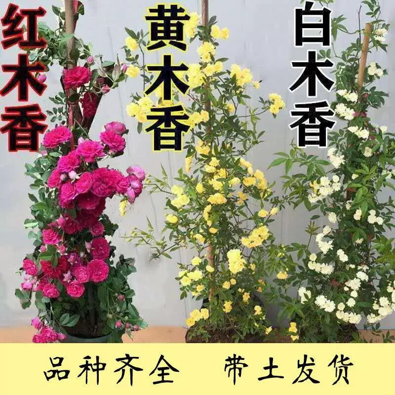 红木香花苗爬藤植物白黄木香庭院盆栽花园攀藤浓香多季花卉
