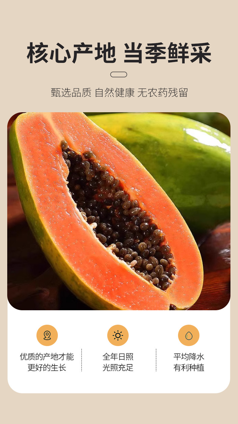 Dried Papaya Slices Mu Gua 500g Bulk Herbal Fruit Tea Ingredient quality and texture