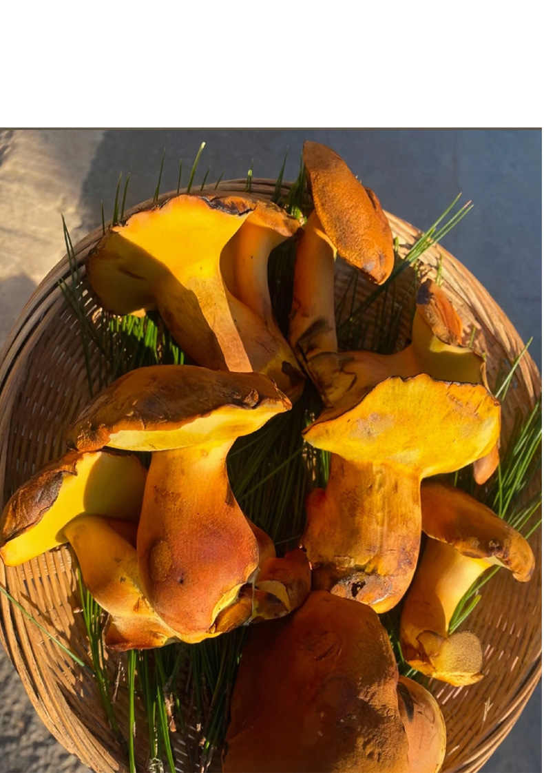 엄선된 500g 식재 Jianshouqing/Shunfeng 항공 운송