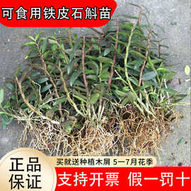 雁荡山红杆铁皮石斛苗可食用枫斗新鲜鲜条盆栽室内种植易活