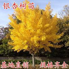 �y�Ә�����玧�����ͥԺ�e���Nֲ�G���L�����ϱ����ļ��ͺ���ľ