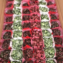 基地直批DIY 网纹草混装多品种混装微景观水缸配草耐养顺丰发货