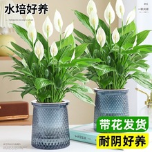 白掌一帆风顺盆栽水培植物绿萝花室内花绿植红掌发财树幸福树