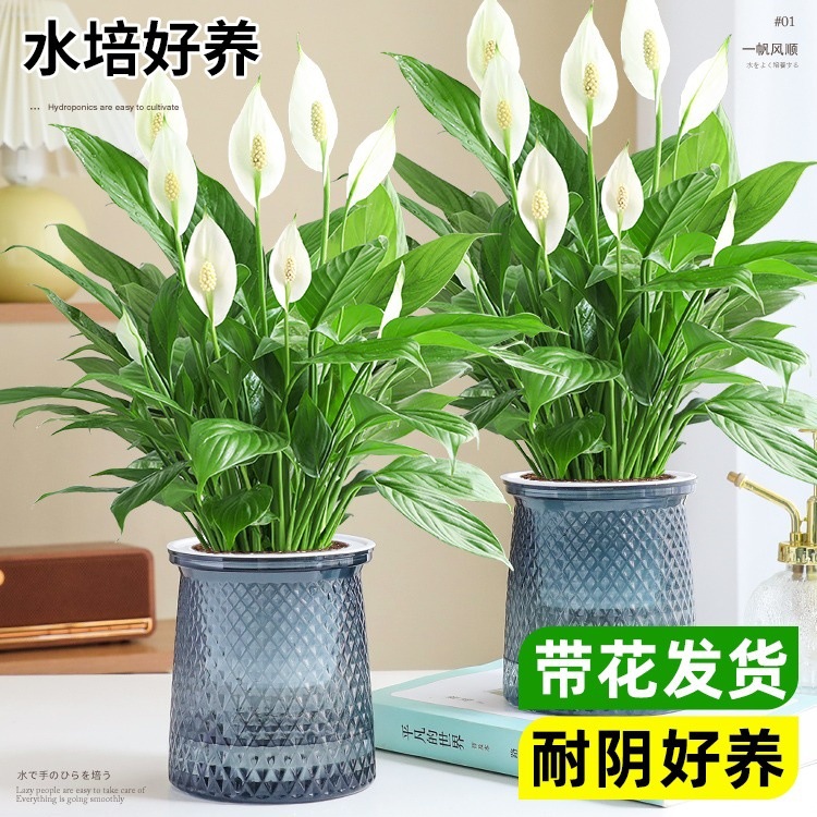 白掌一帆风顺盆栽水培植物绿萝花室内花绿植红掌发财树幸福树