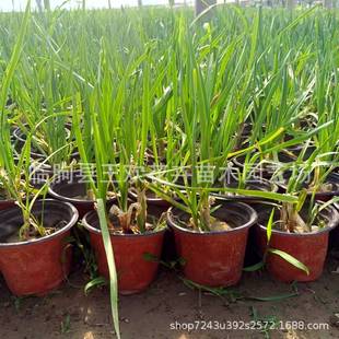 �ϋɻ�ˮ���쾰�̨�e��ͥԺ�^��ֲ��ݱ�ֲ����²˹��̾G������