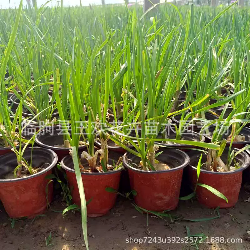 Фиолетовый цветок, водный ландшафтный дизайн, балкон, вилла, двор, декоративные растения, травы, лук-порей, инженерные поставки для зеленения