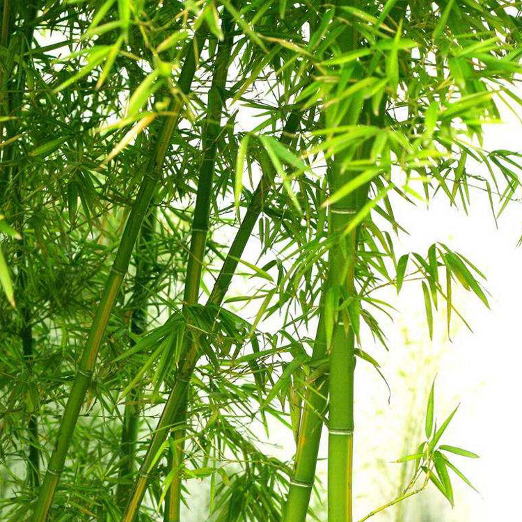 春竹（竹子、青竹）香精，空气清新剂香精，泉州晋江日化香精厂