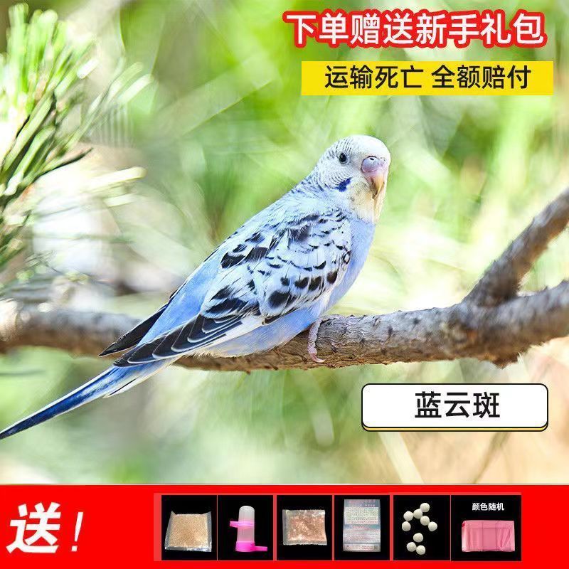大头鹦鹉虎皮金彩可教说话可繁殖宠物鸟送运输笼鸟粮大礼包包邮厂|undefined