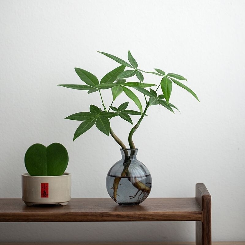 Money Tree Small Potted Flower Hydroponic Plant Desktop Decoration Green Plant Indoor Four-Season Money Tree Office Easy to Maintain Money Tree Small Potted Flower Hydroponic Plant Desktop Decoration Green Plant Indoor Four-Season Money Tree Office Easy to Maintain