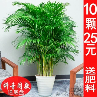 网红散尾葵客厅大型绿植散尾葵室内盆栽植物袖珍椰子绿植凤尾竹大