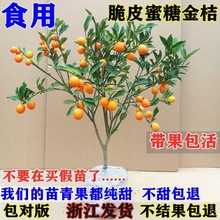 һ�����l��Ƥ���َ����l؛���Ԙ����ļ������ʳ�����������ǽ��