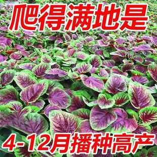 �t�{�˷N�Ӵ�A�~�{��Ұ����ԭ�b�ļ��߲˷N�Ӵ�ȫ�˷N�����l���l