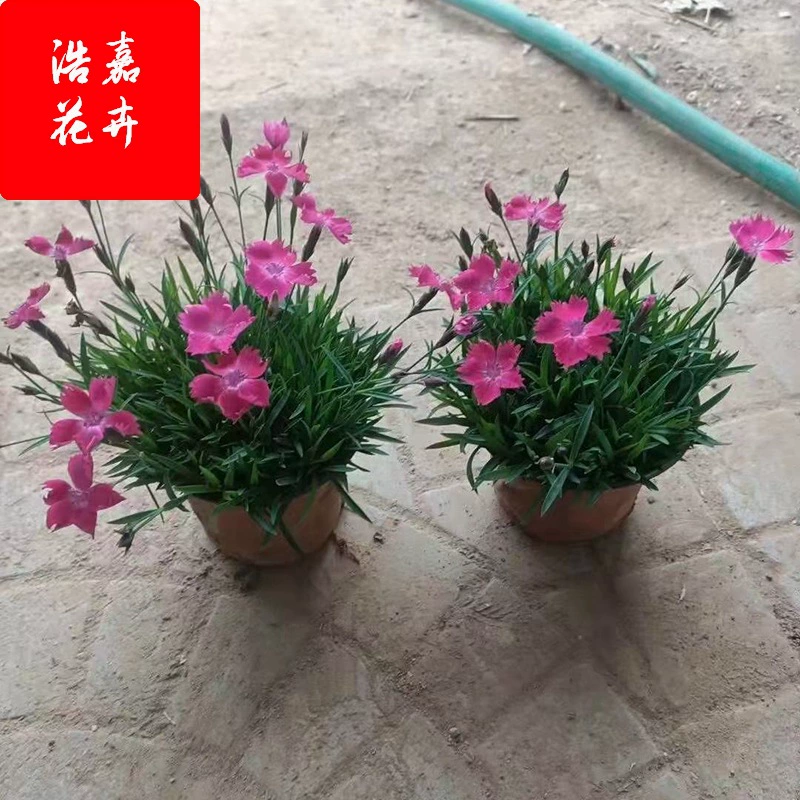 Квочжоу Цветочная база поставляет зеленые рассады европейского каменного кресса в горшках/саженцы/цветочные саженцы.