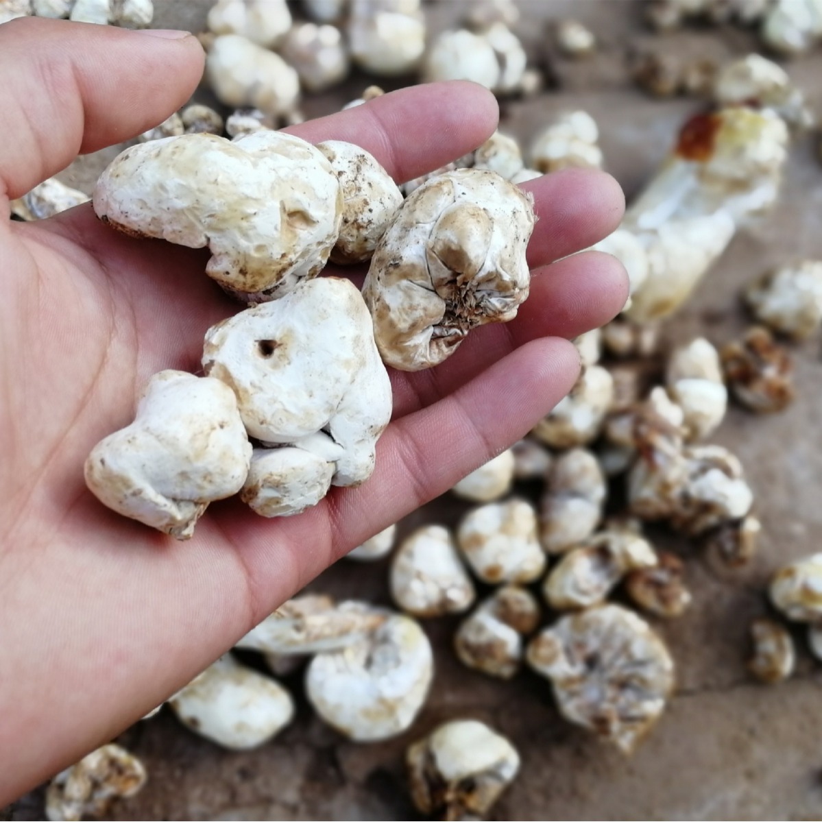 产地批发药厂投料灵芝 灵芝白芽 灵芝下脚料  产地货源