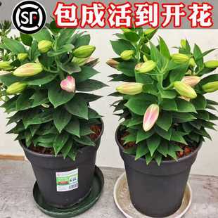 �����׻�N�M���B���_������ˮ���Ի��ܾGֲ�҃Ȱٺϻ��N���ļ�