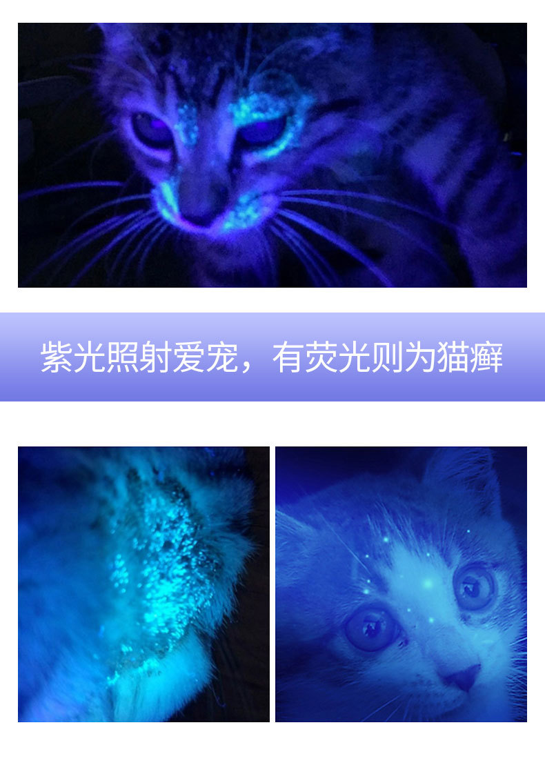猫藓灯