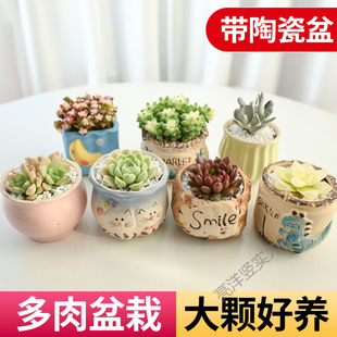 Succulent Plant Combination Indoor Small Potted Jade Dew Peach Egg with Ceramic Flower Pot Soil Old Pile Classy Cactus Green Plant