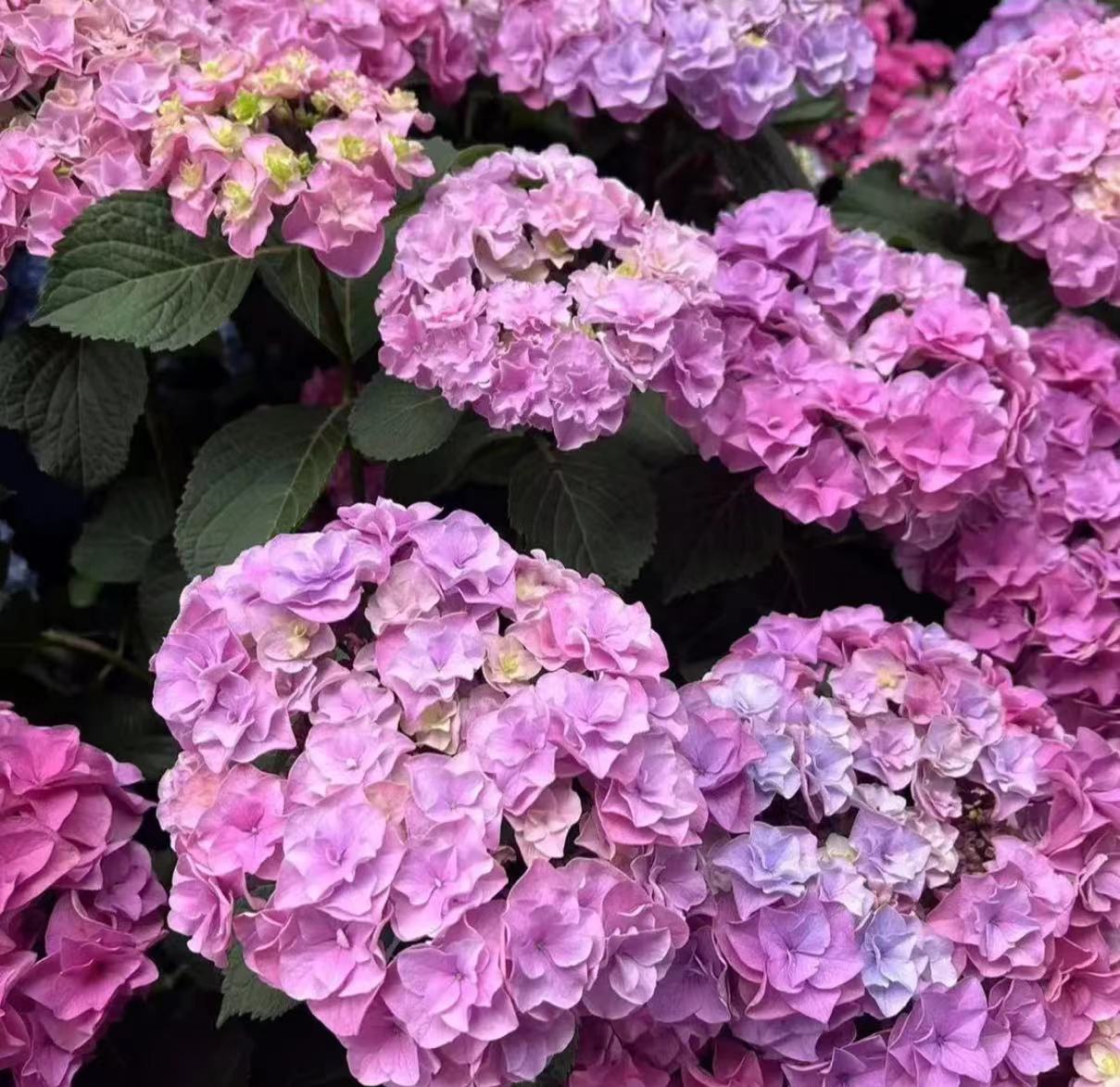 핑크(토르) 5갤런 - 높이 약 80cm, 488.9엔 세면대 포함