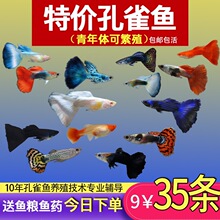 ��ȸ�~�N�^�p�~С�͵�ˮ���B�Ꭷ�~���w�������R���~С�~�~��