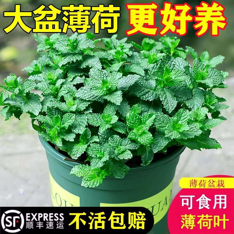 Mint potted plants for mosquito repellent, edible lemon mint leaves, hydroponic plants, rosemary, indoor mosquito repellent plants, large potted green plants Mint potted plants for mosquito repellent, edible lemon mint leaves, hydroponic plants, rosemary, indoor mosquito repellent plants, large potted green plants