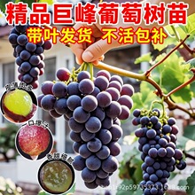 ���ј���޷�������ꖹ�õ�厧�����~�{��ʯ���Թ�������ȫ