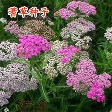 ��ݷN�ӻ�ɫ������䏲ݻ��N���ļ��׷N�ͺ���������һ֧��N��