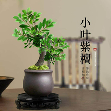 С�~��̴�辰�Gֲ���������k���҃ȿ͏d�����Ϙ�ֲ���ļ����B���l