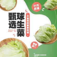 蔬菜球生菜新鲜蔬菜沙拉圆生菜3斤5斤生菜批发现摘现发应季生菜球