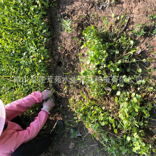 Wetland Greening Copper Money Grass Wholesale Perennial Aquatic Plants Copper Money Grass Seedlings
