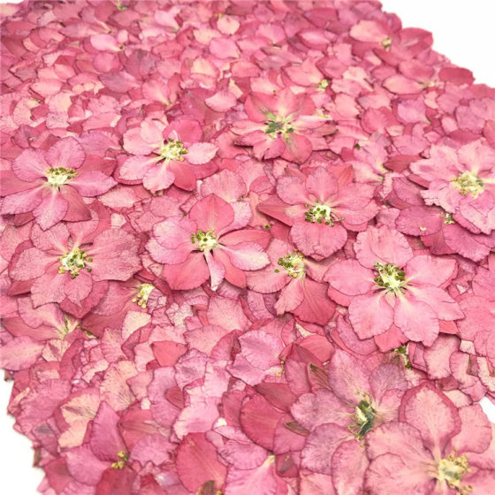 Flying Swallow Flower Qiandao Flower Dried Flower Embossed Material Bag Bookmark Dropping Glue Dried Flower Mobile Phone Shell Plant Specimen Face Flower