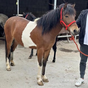 ����С���R���^�^�pС���R������a�T���R���w�����H���R���X