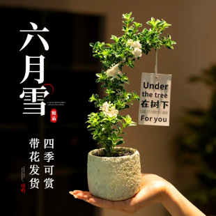 ����ѩ�辰�Ϙ�С�����ذ�Gֲ��Ʒ���ͻ����r���k���҃�����[��