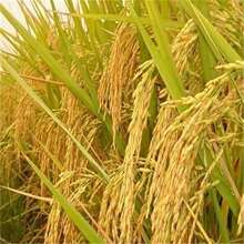 �����Nˮ���N�Ӻ�������10̖�N�ѳ�Ҏ�A��Ŵ�׵��ȃ��|�����׷N��