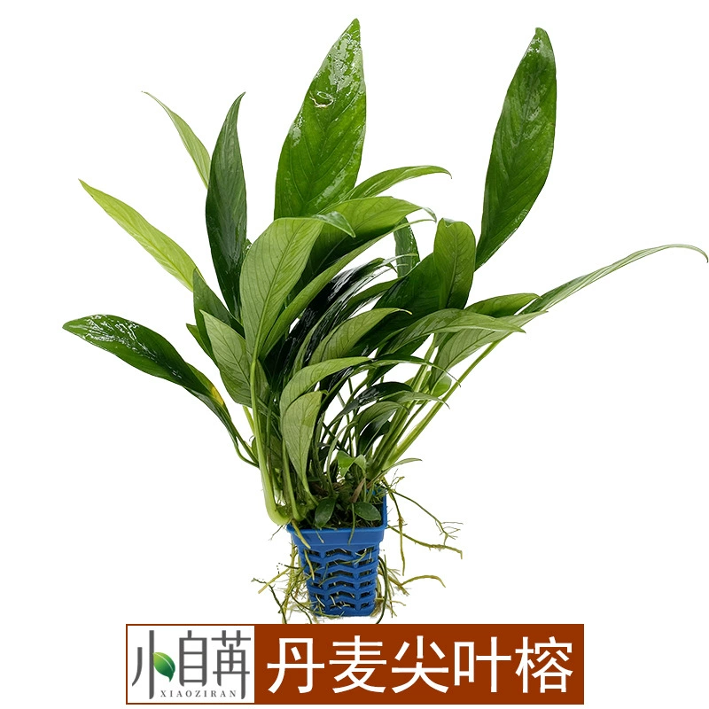 Датский остроконечный лист Фикус Водная трава Живая оптовая продажа Аквариум Пейзаж Настоящая водная трава Аквариум Декоративный негатив