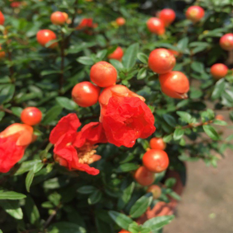 石榴花盆栽石榴盆景石榴树石榴植物室内室外阳台庭院绿植花卉代发