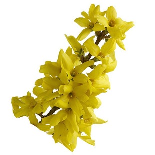 Dropshipping Forsythia Saplings, Winter Jasmine Seedlings, Admiralty Flowers, Yellow Tigers, Outdoor Courtyard, Cold-Resistant Green Flower Plants