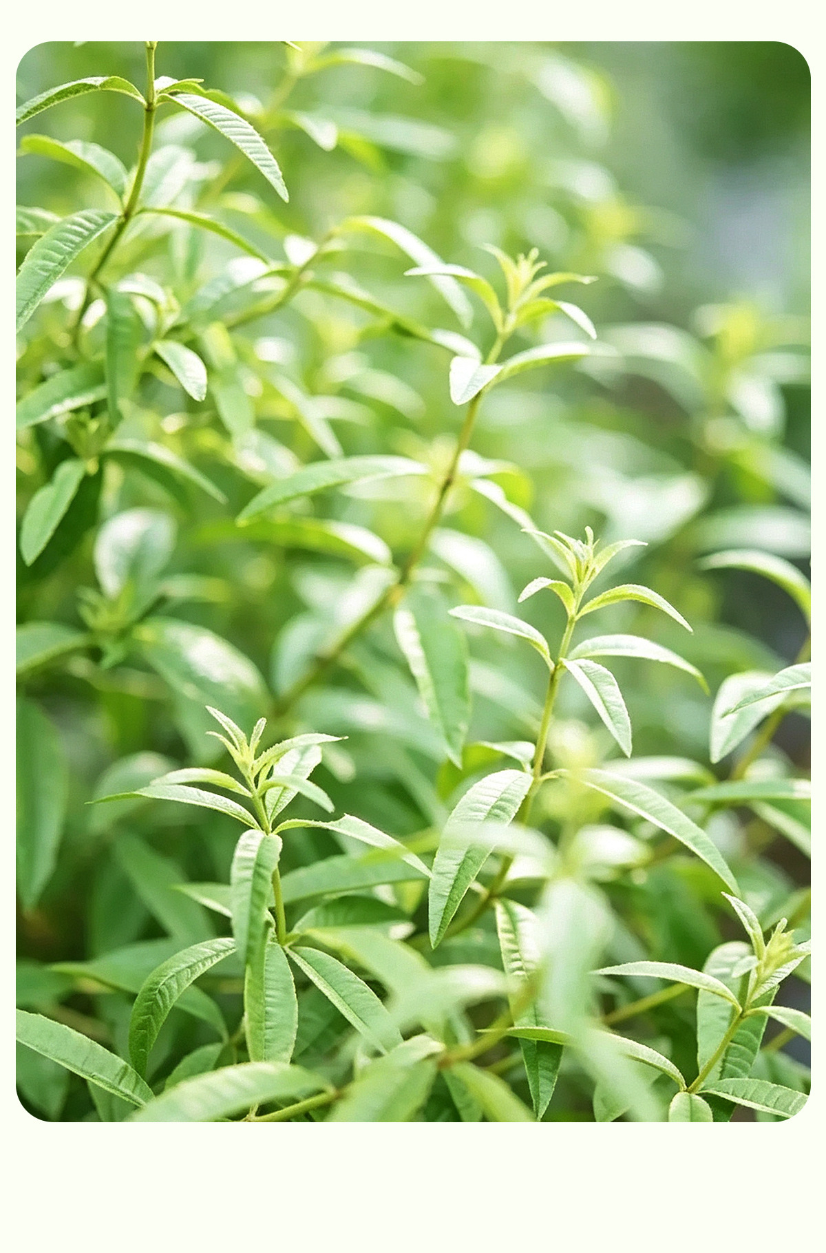 Lemon Verbena Herbal Tea (Aloysia citrodora) — Moroccan Dried Leaf & Stem, 100g quality and texture