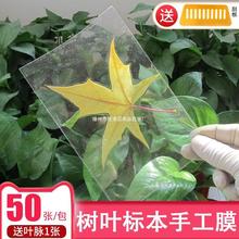 树叶标本塑封膜冷裱膜6寸A4A6手工自粘相片纸照片植物书签冷表膜