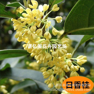 �޽ӹ𻨘���������ļ�����½����������;Gֲ��������ͥԺ
