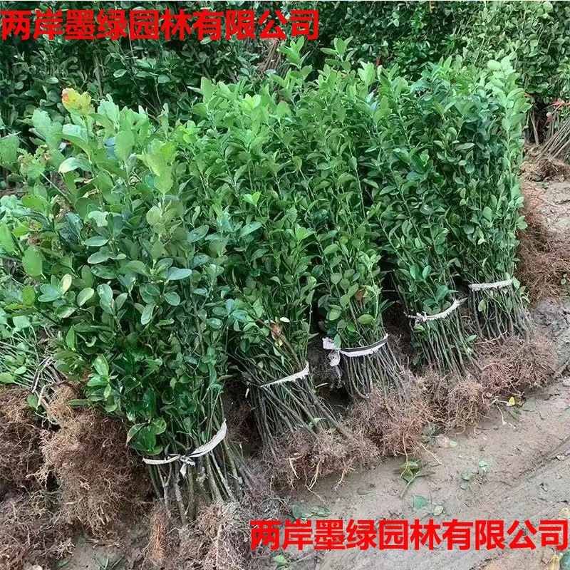 冬青树苗万年青绿植黄_主图01